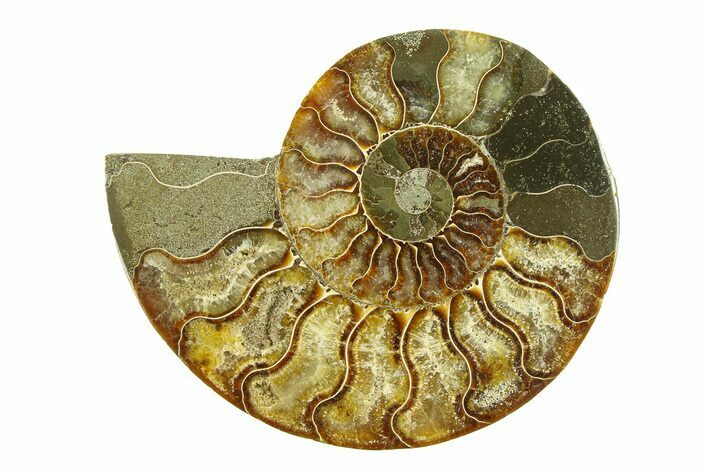 Cut & Polished Ammonite Fossil (Half) - Madagascar #296447